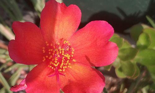 红色太阳花（探寻红色太阳花的花语和寓意，感受生命的美妙之旅）