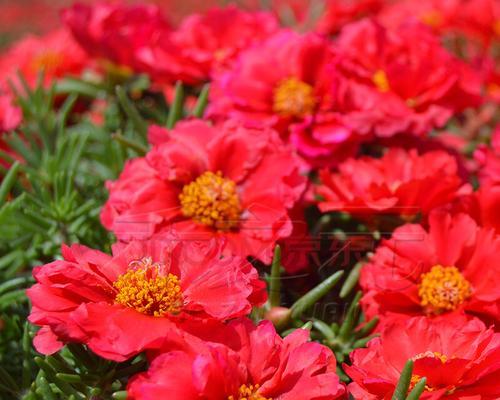 红色太阳花（探寻红色太阳花的花语和寓意，感受生命的美妙之旅）