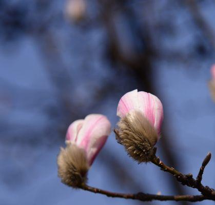 红玉兰花的寓意与传承（探寻红玉兰花的美丽与意义）