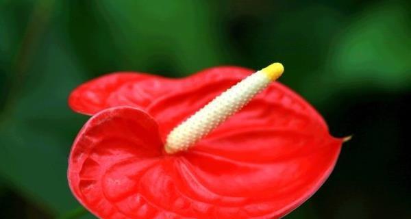 红掌花的花语及意义（揭秘红掌花的花语和象征意义，带给你不一样的视角和感悟）