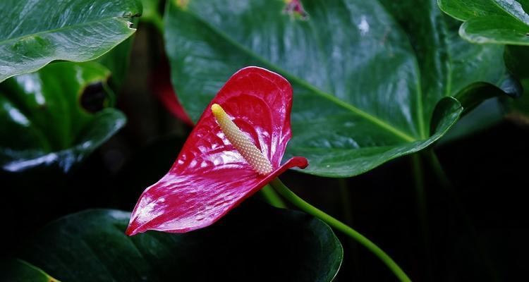 水培红掌花语（水培红掌花语的意义与传承）