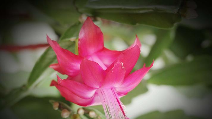 鸿运当头花（花开运转，喜迎成功）