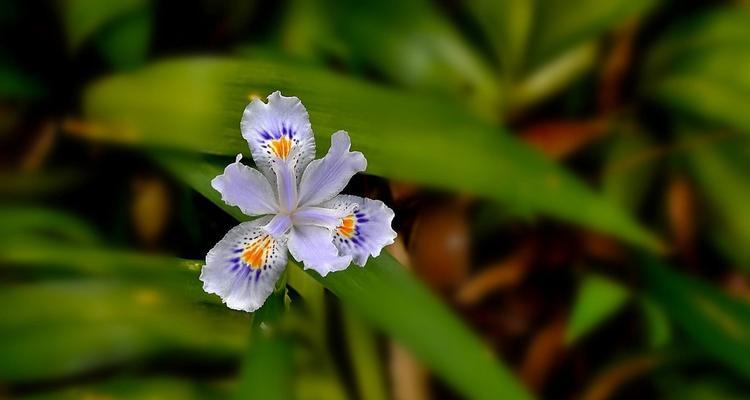 蝴蝶花（寓意万千的蝴蝶花，诠释生命之美）