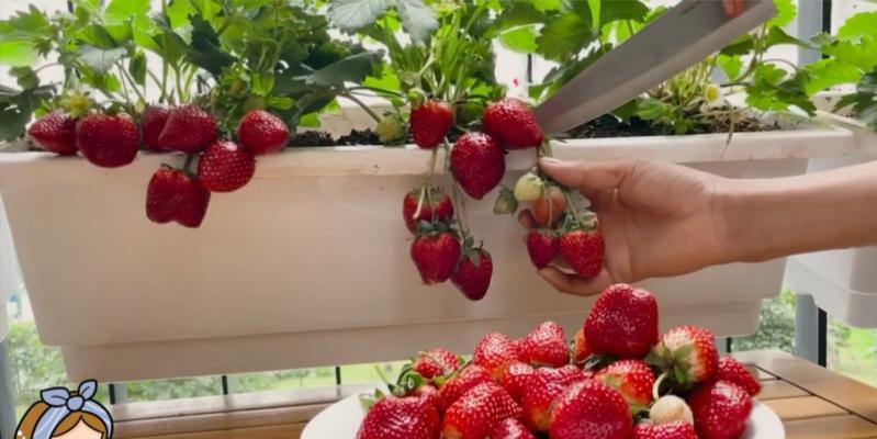 家庭阳台草莓种植全攻略（阳台种草莓，丰收美味无限，）
