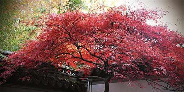 红枫养殖攻略（红枫苗木如何种植和护理，打造枫叶漫天的美景）
