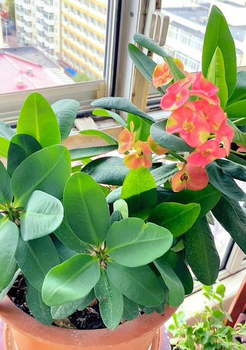 虎刺梅花之寓意及美学价值（探索虎刺梅花的深层内涵与审美魅力）