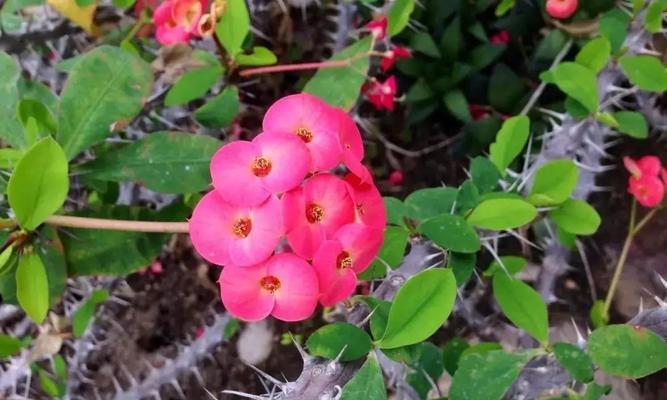 虎刺梅花语，传承坚毅与美丽（独具魅力的花卉艺术和文化遗产）