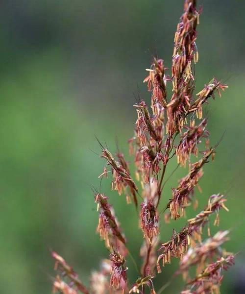 虎尾草的花语（探索虎尾草的花语和意义）