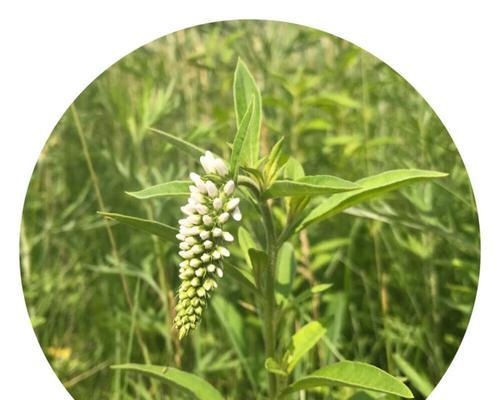 虎尾草的花语（探索虎尾草的花语和意义）