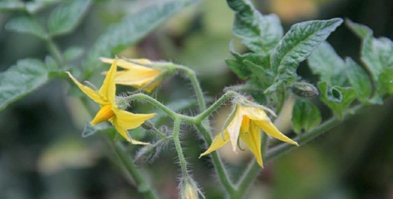 花芽分化（探索植物花芽分化的意义和过程）