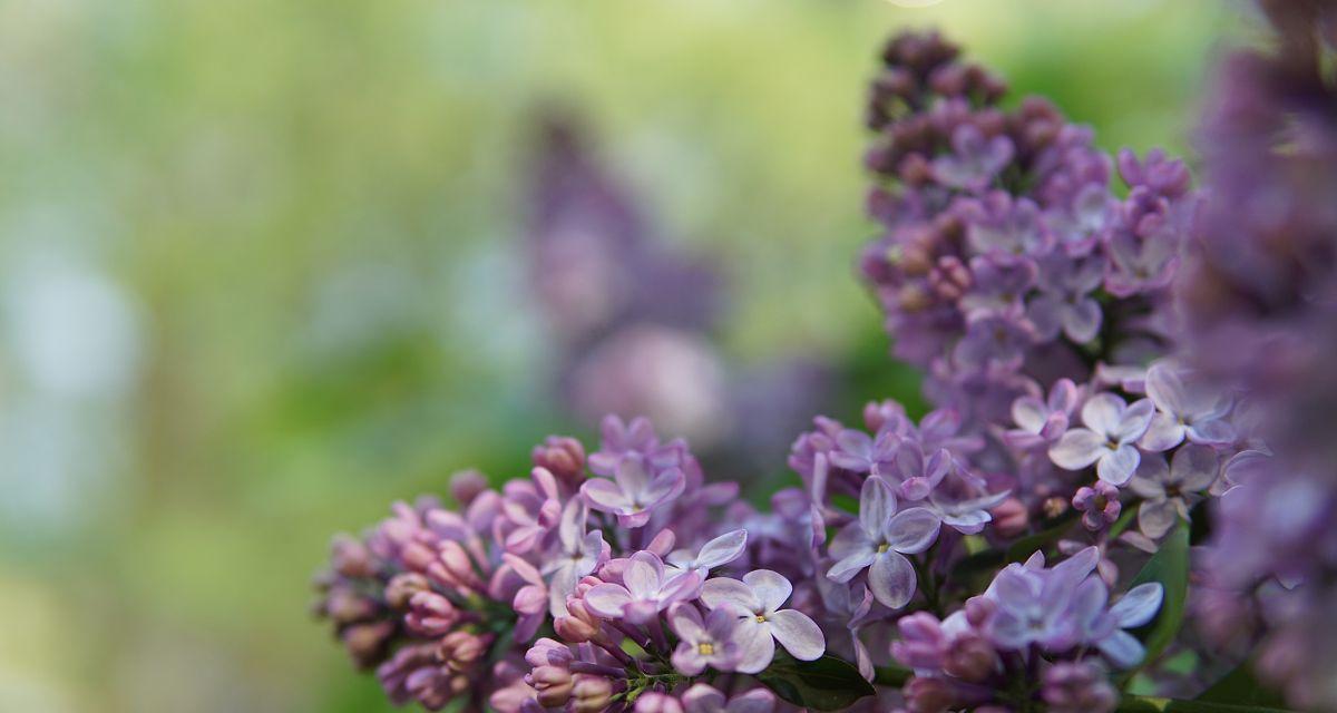 花香蕴涵的丁香花语（探寻丁香花的寓意和象征意义）