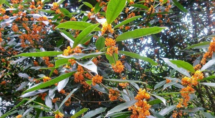 四季桂花开花时间详解（盘点桂花开放时间和种植技巧，让你轻松养出美丽桂花）