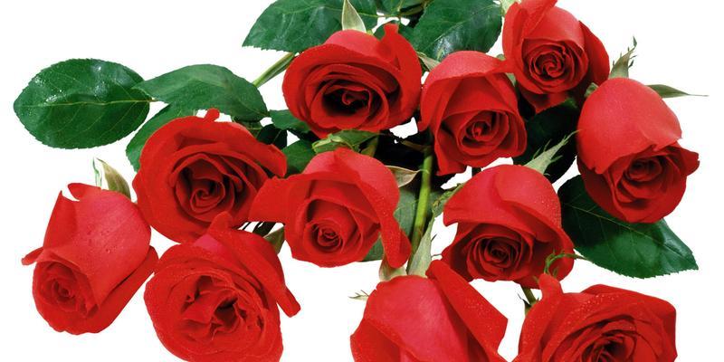 花语19朵玫瑰的深刻寓意（用花语诠释19朵玫瑰的浪漫与情感）