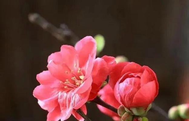 情深花语（揭开虐心花背后隐藏的哀伤）