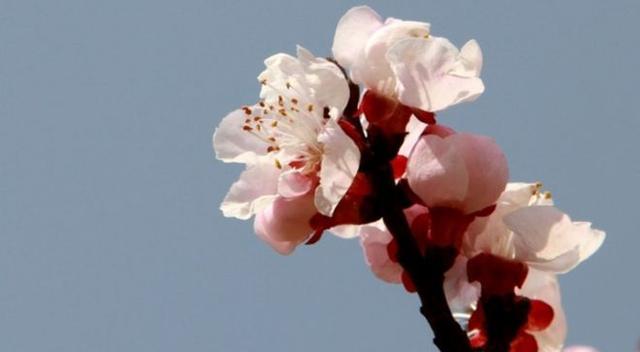 情深花语（揭开虐心花背后隐藏的哀伤）