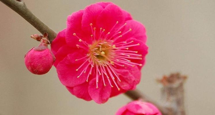 花开雁归，红色的相思（以花语传说，雁来红的浪漫之意）