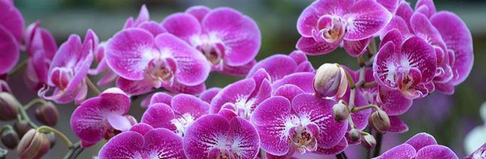 蝴蝶兰的养殖方法（打造美丽的花坛，）