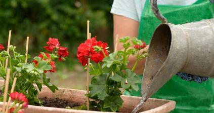 如何正确修剪天竺葵（养护技巧一网打尽，让你的花园更美丽）