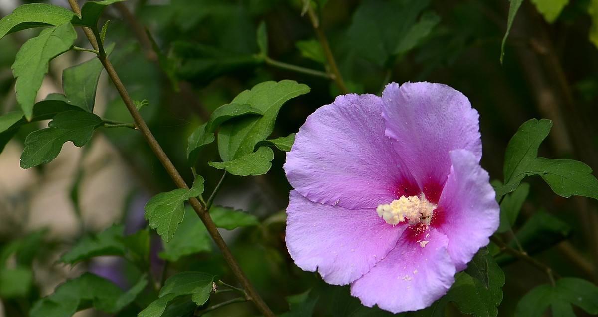 芙蓉花的养殖方法大全（如何让芙蓉花茁壮成长？——详细介绍芙蓉花的养殖方法）