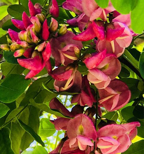 槐花花语（槐花花语传递希望，守护爱的力量）