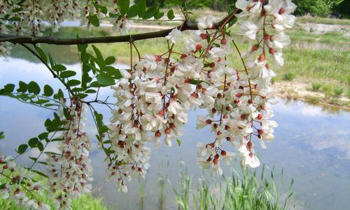 槐花花语（槐花花语传递希望，守护爱的力量）