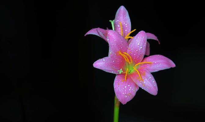 黄百合花的寓意与象征——从阳光与纯洁谈起（揭秘黄百合花的象征意义，传递阳光和纯洁的力量）