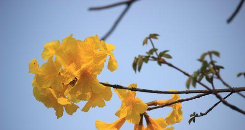 黄花风铃木的寓意与美学价值（赏花，体验生命的美妙与变幻（）