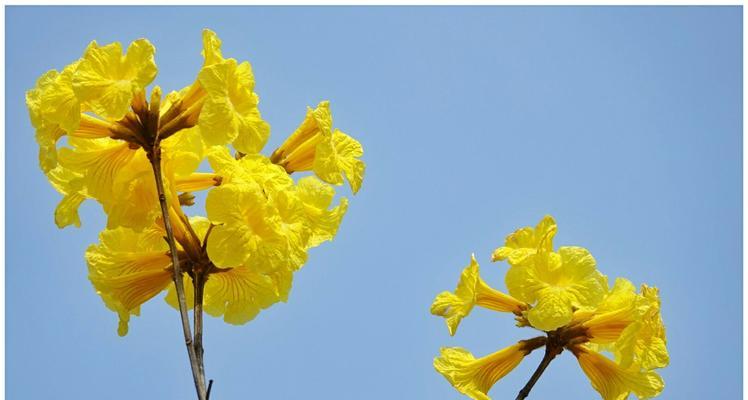 黄花风铃木的花语与寓意（探寻黄花风铃木的象征与意义）