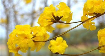 黄花风铃木的花语与寓意（探寻黄花风铃木的象征与意义）