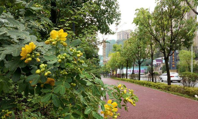 黄槐花的花语（用花语诉说黄槐花的美丽与情感）