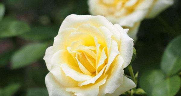 黄玫瑰的花语与象征意义（探寻黄玫瑰所代表的含义与情感）
