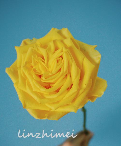 探索黄玫瑰的意义与象征（一朵崭新的希望在黄玫瑰之中闪耀）