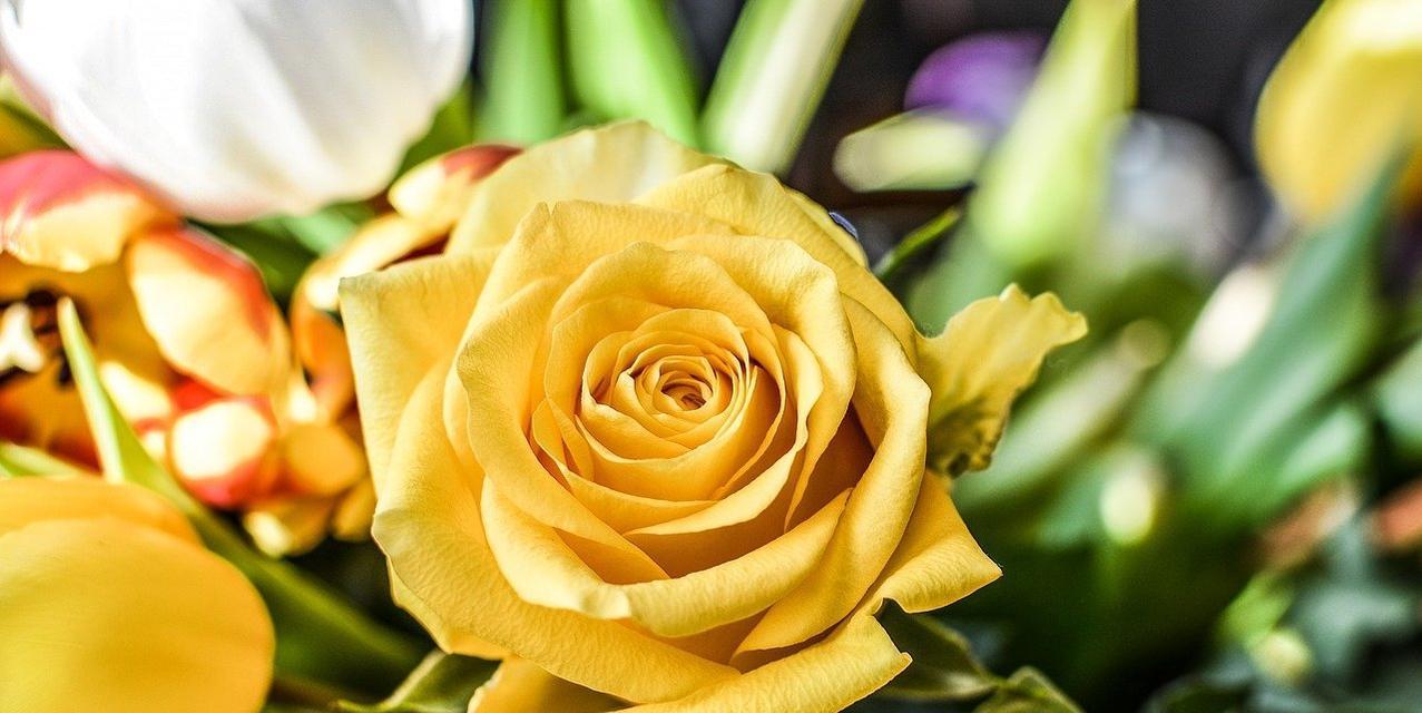 16朵黄玫瑰的花语及其意义（传递浓浓的爱意，无尽的感激与友情）