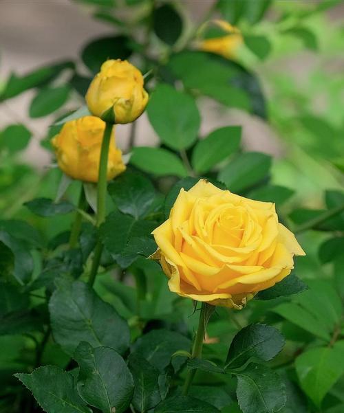 黄玫瑰（黄玫瑰的含义与传说）