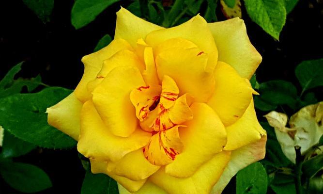 19朵黄玫瑰的象征意义（玫瑰花的颜色及数量传递的深情意思）