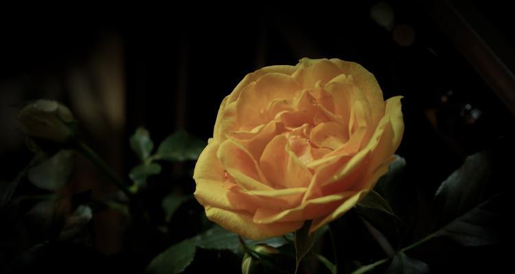 黄玫瑰的寓意与象征——阳光与希望（探寻黄玫瑰背后的花语和文化内涵）