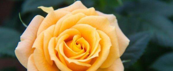 黄玫瑰的象征意义与传说（揭秘黄玫瑰背后的奥秘）