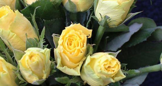 黄玫瑰的花语与象征意义（传递温暖与喜悦，黄玫瑰的美丽意义）