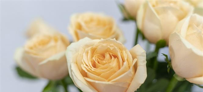 黄玫瑰的花语与象征意义（传递温暖与喜悦，黄玫瑰的美丽意义）