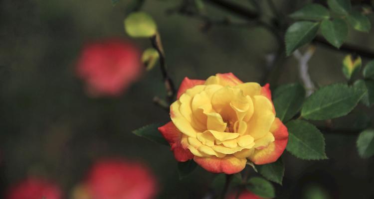 黄玫瑰花的含义与象征（探索黄玫瑰花的神秘之美）