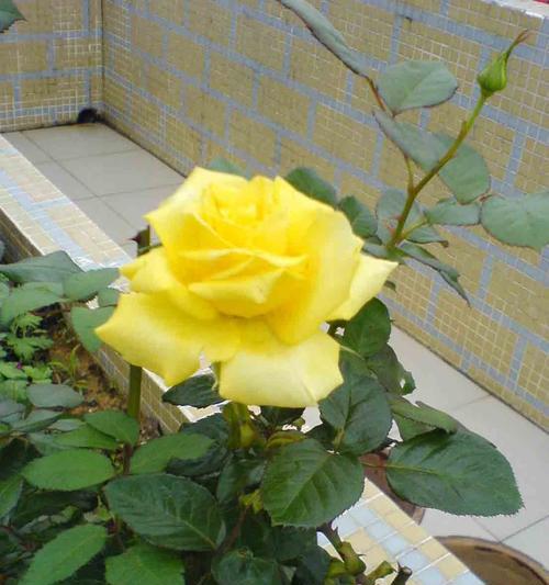 黄玫瑰花的花语（传递温暖与友谊的黄玫瑰）