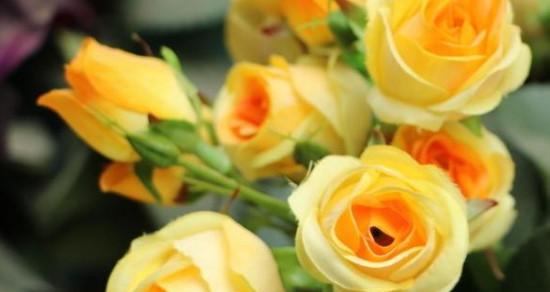 黄玫瑰花的花语（传递温暖与友谊的黄玫瑰）