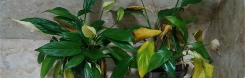花的叶子为什么会发黄？（解决方法大揭秘，让你的花儿再次绽放美丽）