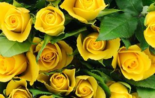 黄玫瑰花的代表寓意（探寻黄玫瑰花的象征意义和文化背景）
