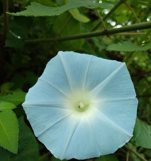 牵牛花花期是几月份？（探究牵牛花的开花时间及相关知识。）