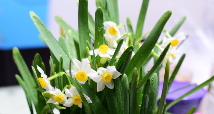 水仙花开过后的养护技巧（水仙花的护理须知与技巧）