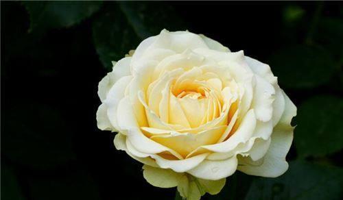 黄玫瑰寓意及其美丽之谜（揭秘黄玫瑰的隐含意义与美丽神秘）