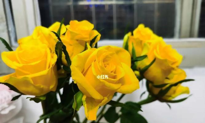 黄玫瑰的象征意义及其美丽魅力（探寻黄玫瑰的花语与情感表达）