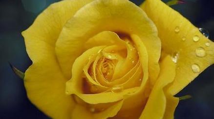 黄玫瑰的寓意与象征意义（探索黄玫瑰代表的情感与含义）