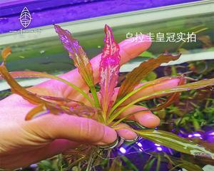 如何养护水蕴草？（打造清新自然的水上景观绿色植物轻松养）